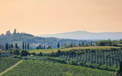 Comment trouver de l’huile d’olive de qualité ?