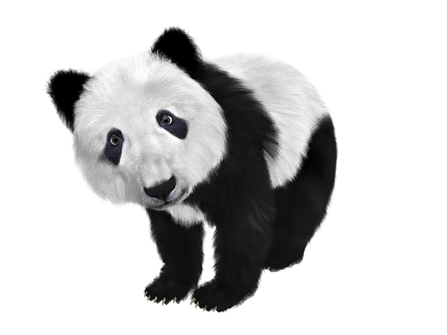 Quels sont les articles pandas tendances?
