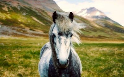 Comment différencier un cheval d’un poney ?